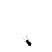 bug